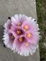 Preview: Thelocactus hexaedrophorus